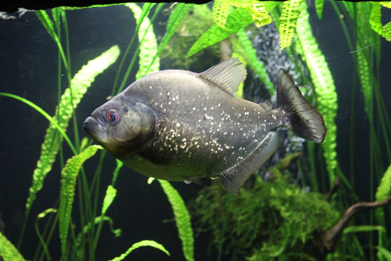 Redeye Black Piranha