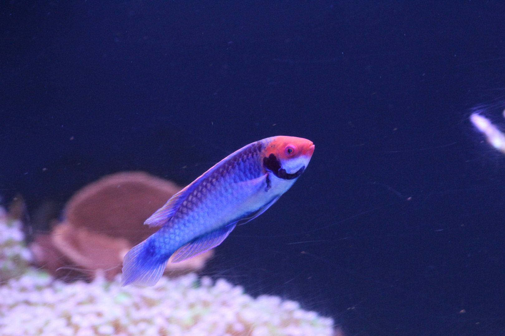Redeye Fairy-Wrasse
