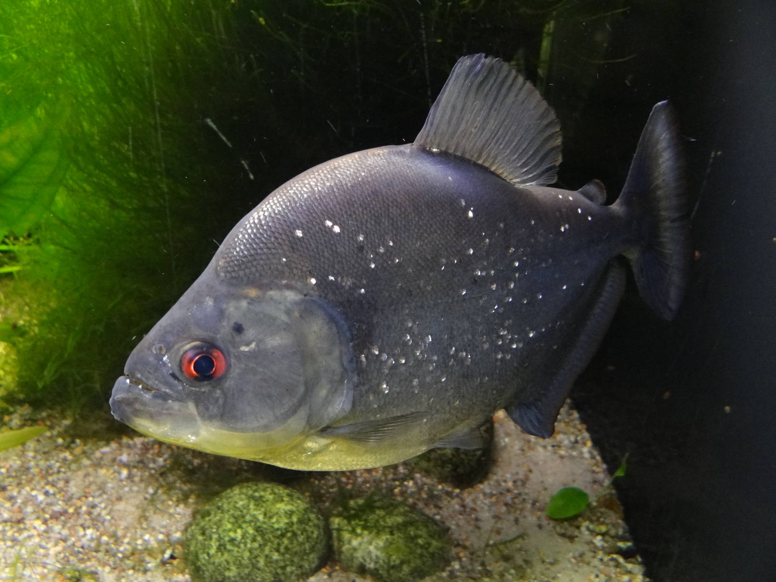 Redeye piranha (Pygocentrus rhombeus)