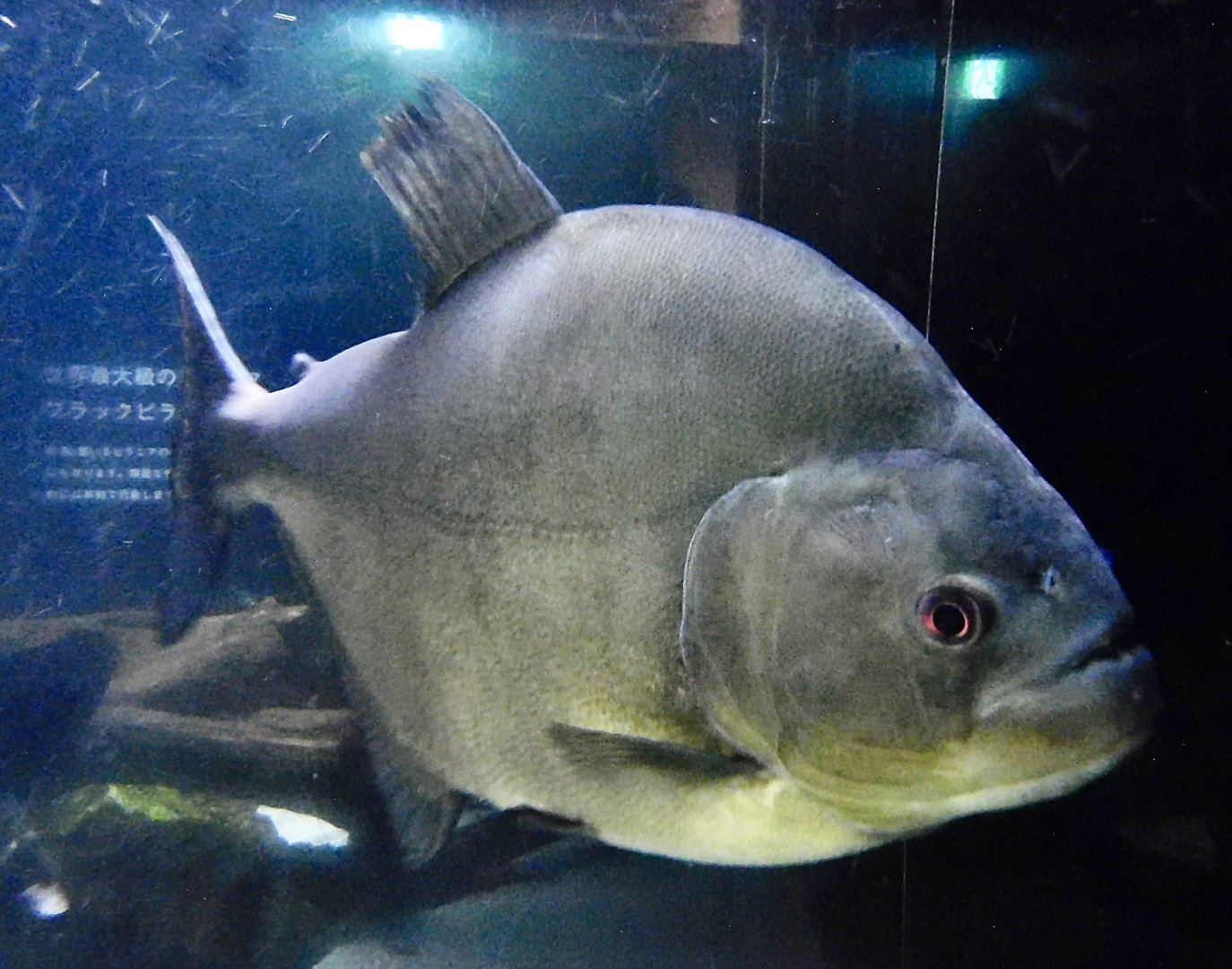 Redeye Piranha (Serrasalmus rhombeus) - Kawasui Kawasaki Aquarium October 21, 2025