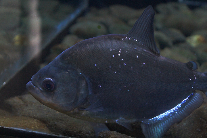 Redeye piranha (Serrasalmus rhombeus)