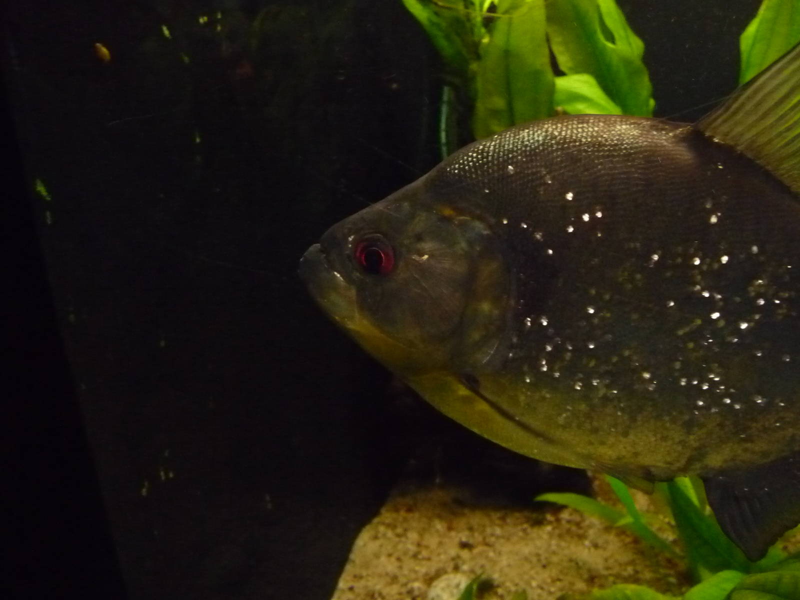Redeye piranha