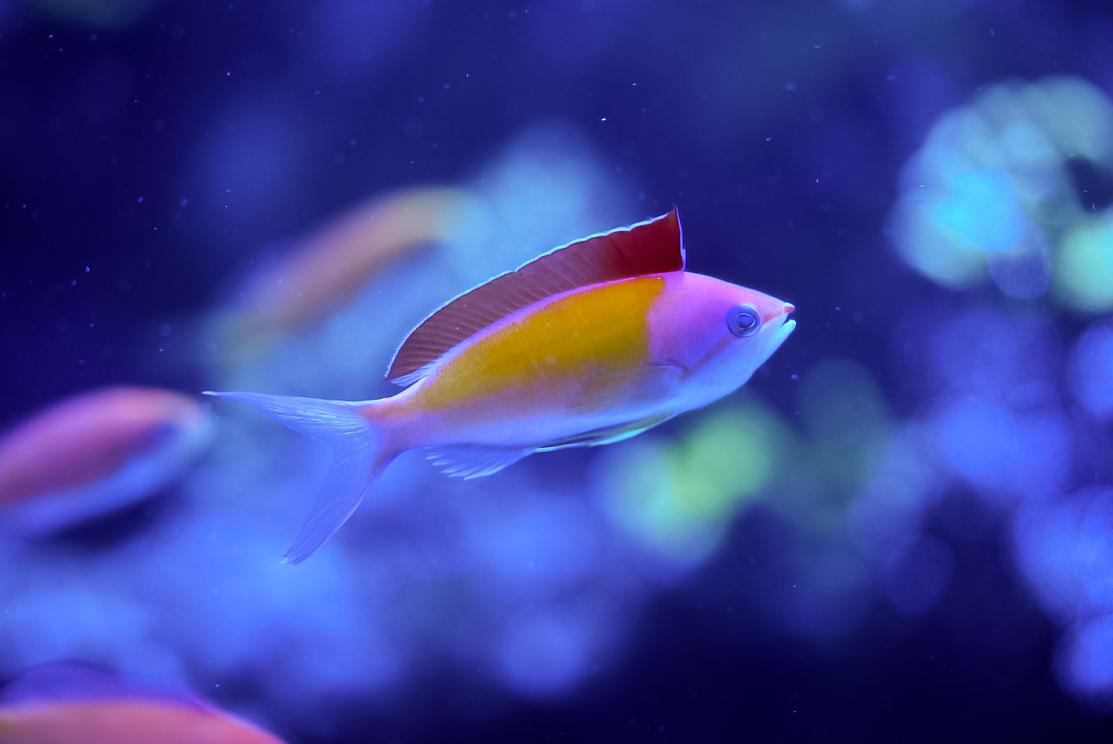 Redfin Anthias (male)