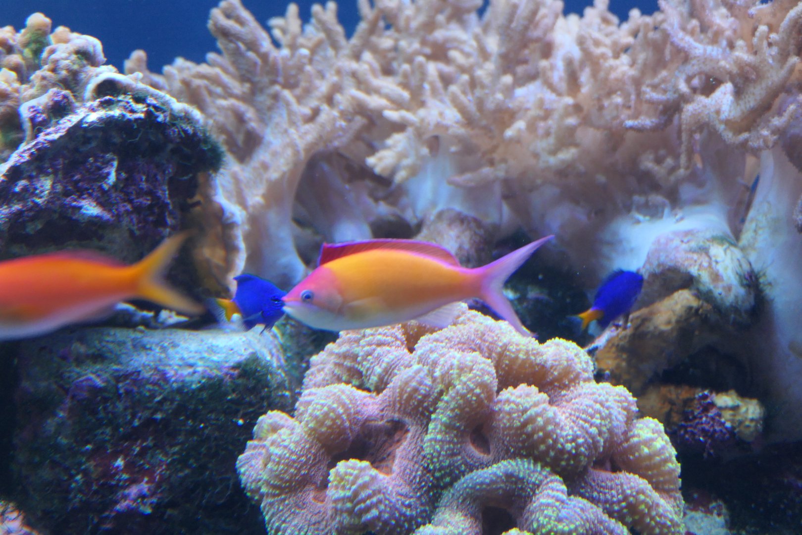 Redfin Anthias (Mirolabrichthys dispar)