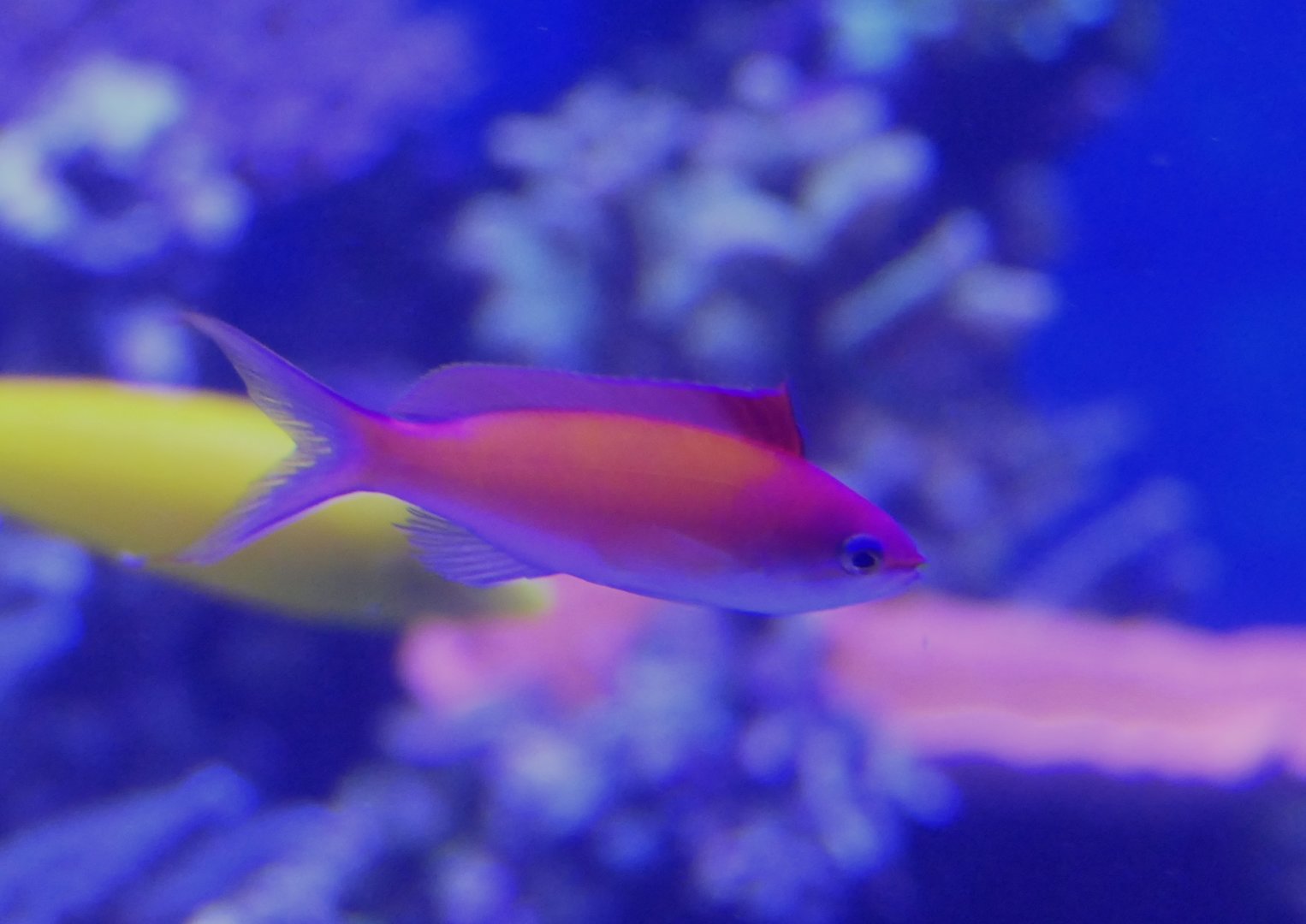 Redfin Anthias (Nemanthias dispar)