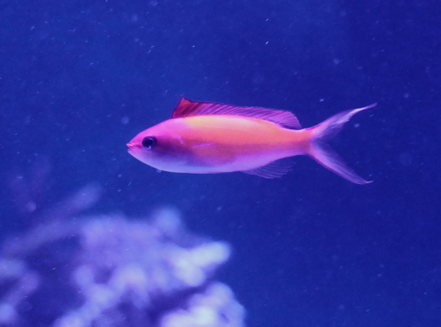 Redfin Anthias (Nemanthias dispar)