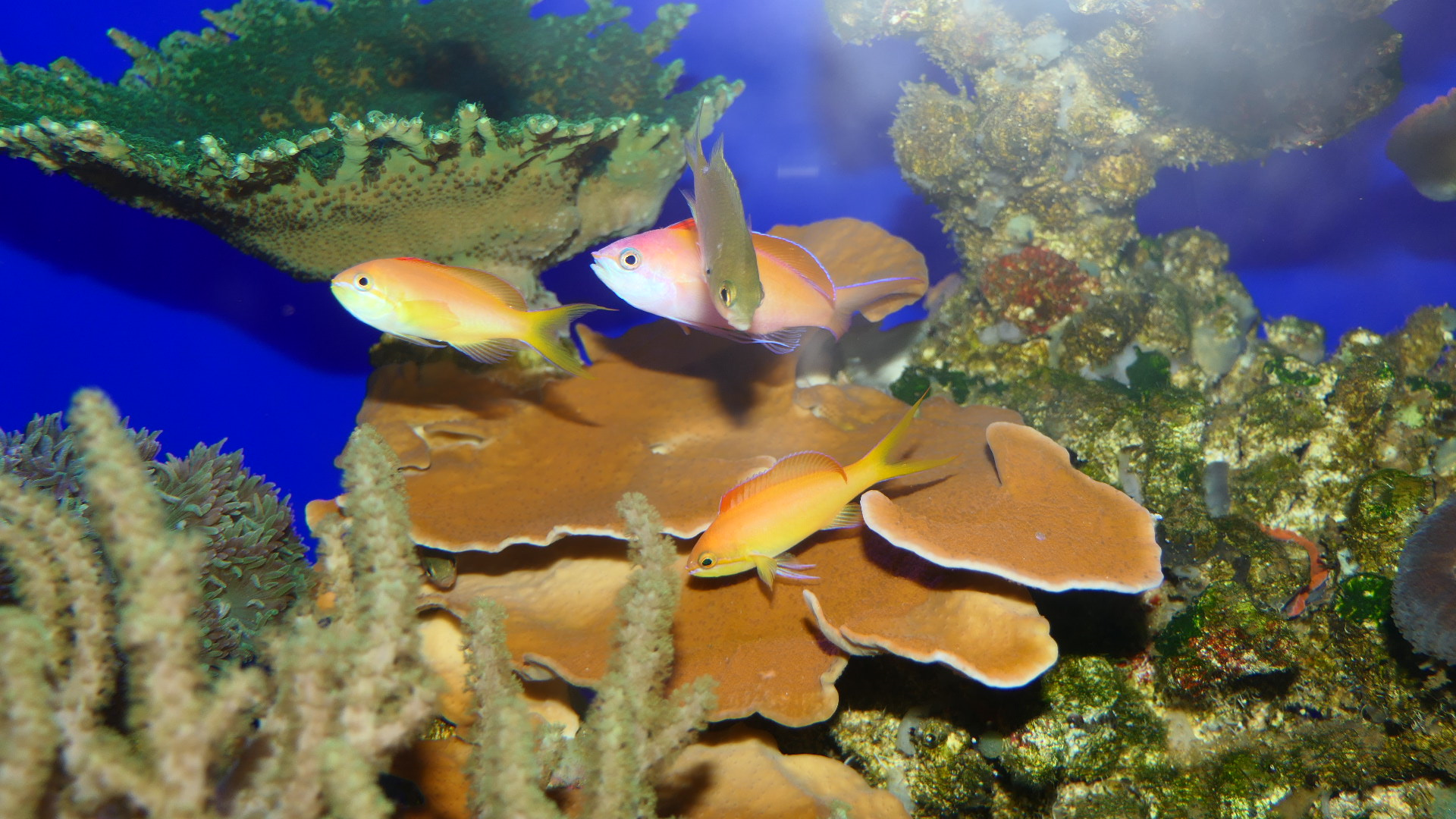 Redfin Anthias (Nemanthias dispar)