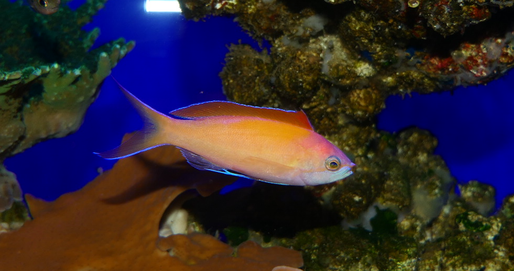 Redfin Anthias (Nemanthias dispar)