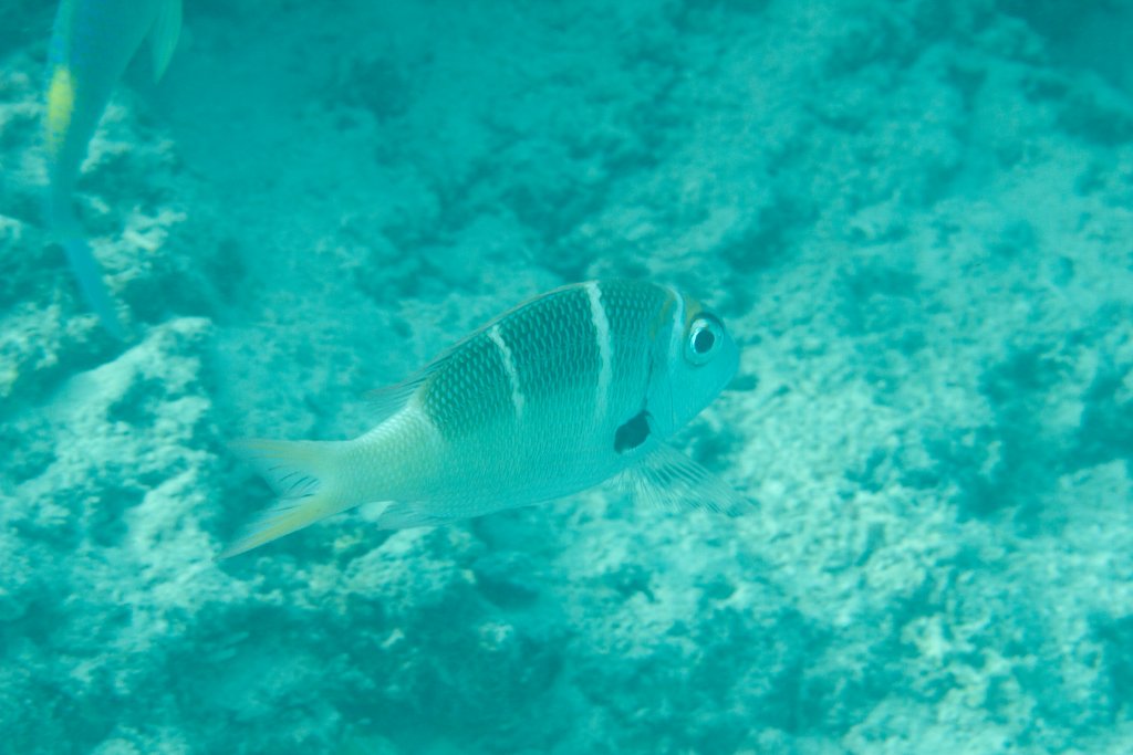 Redfin Bream (Monotaxis heterodon)