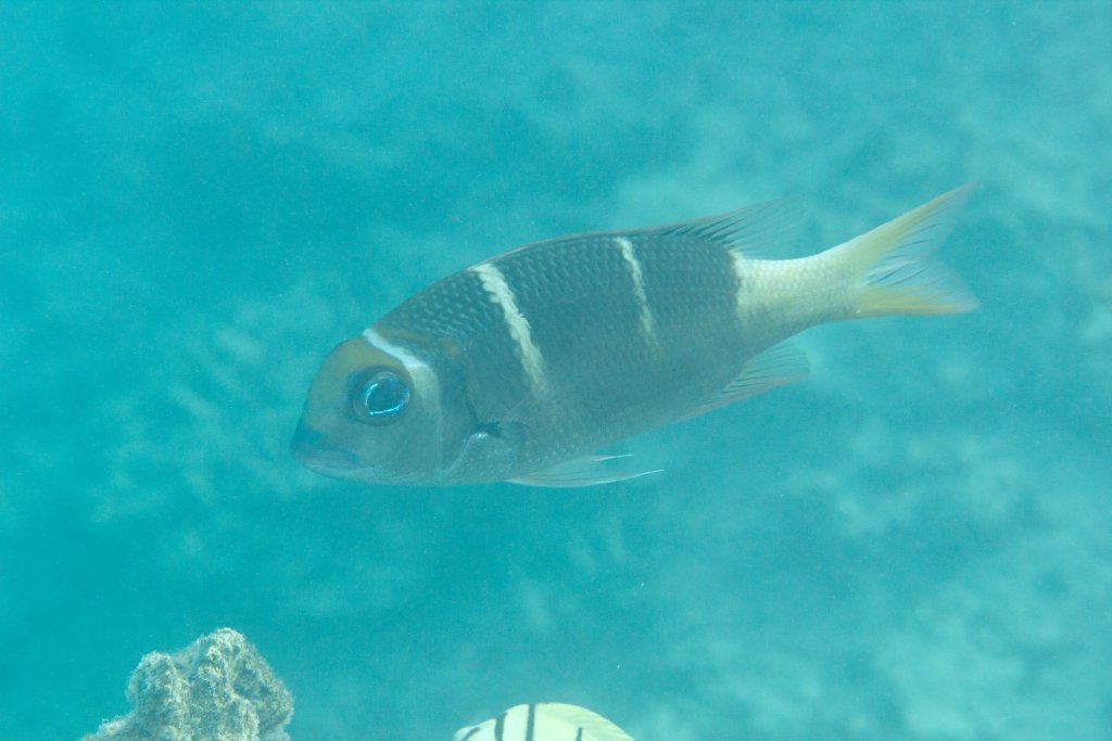 Redfin Bream (Monotaxis heterodon)
