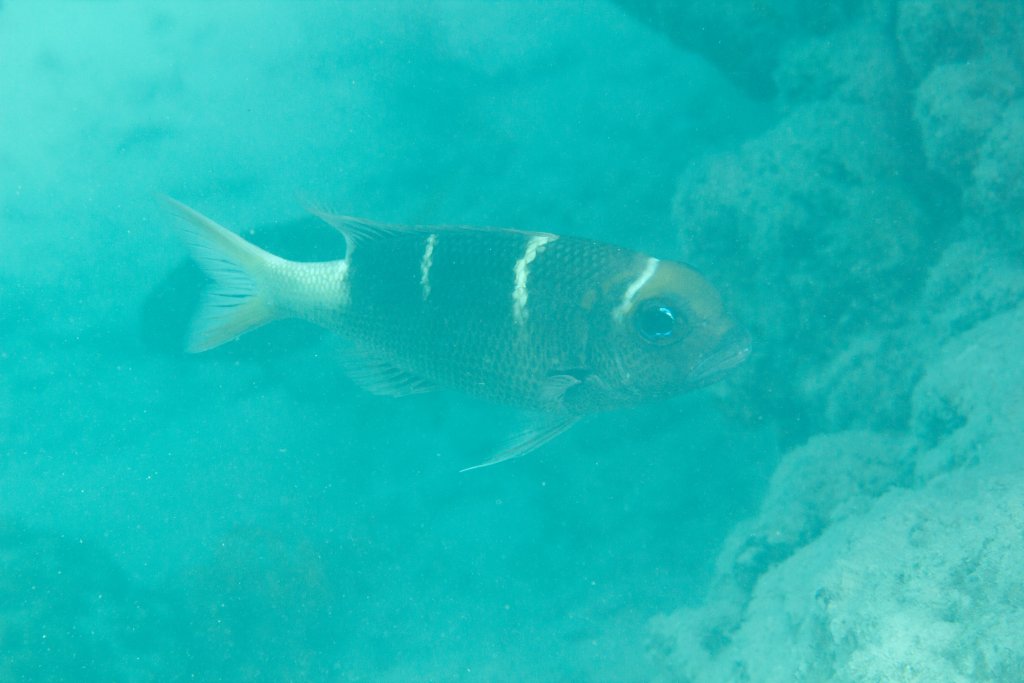 Redfin bream (Monotaxis heterodon)