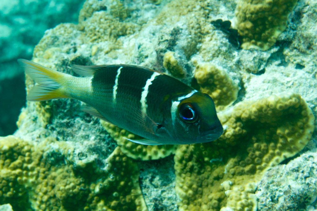 Redfin Bream (Monotaxis heterodon)