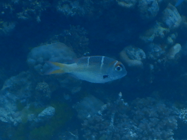 Redfin Bream