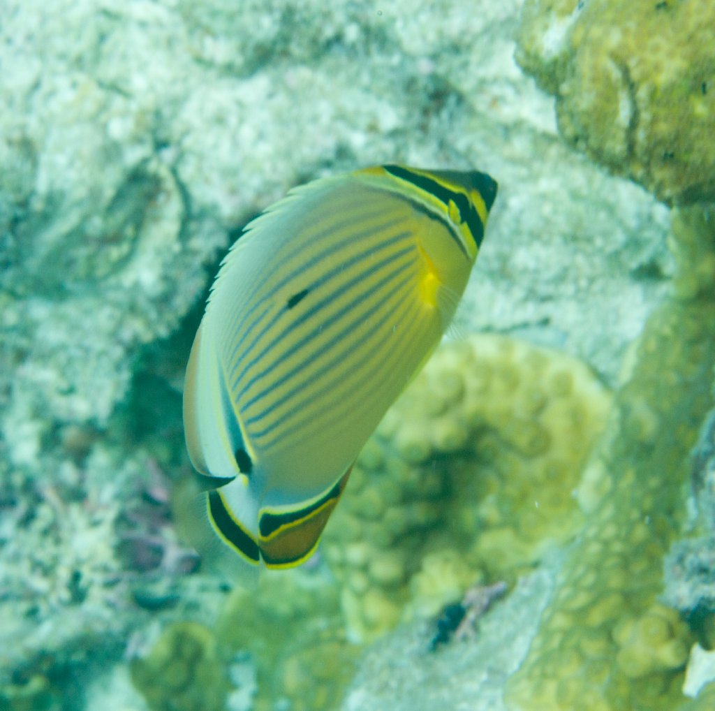 Redfin Butterflyfish (Chaetodon lunulatus)