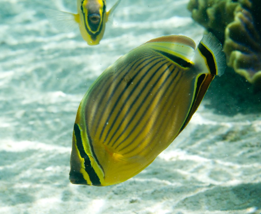 Redfin Butterflyfish (Chaetodon lunulatus)