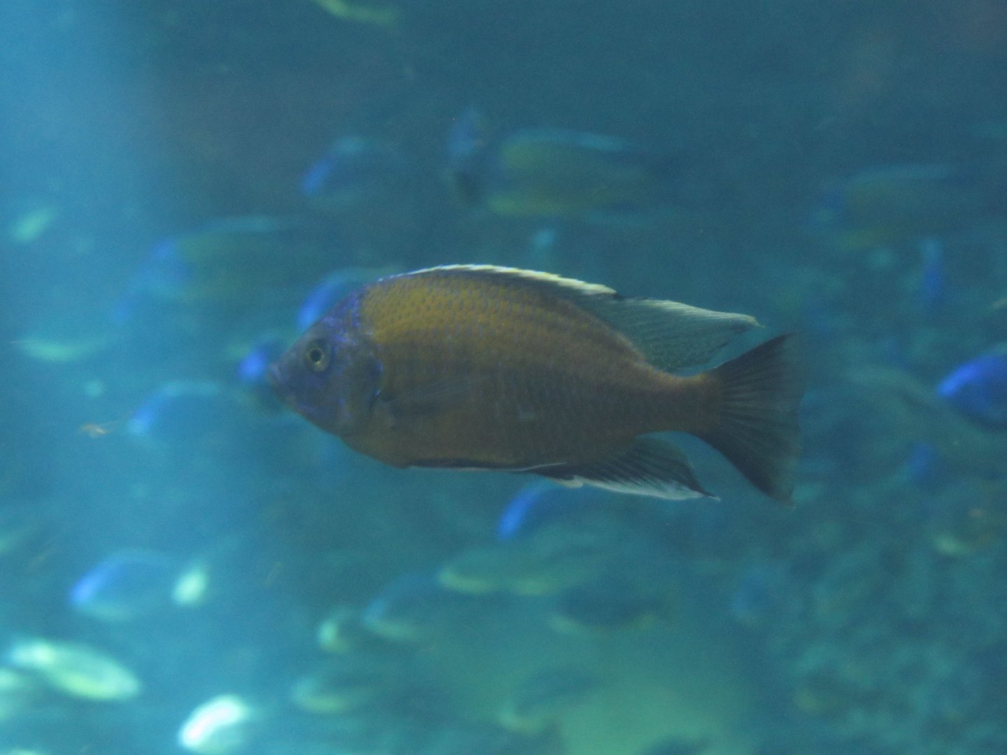 Redfin Hap at Adventure Aquarium
