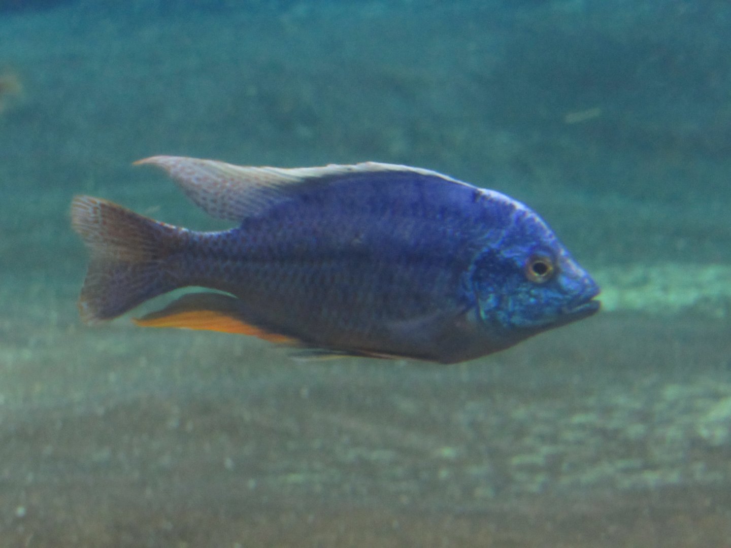 redfin hap (Copadichromis borleyi).