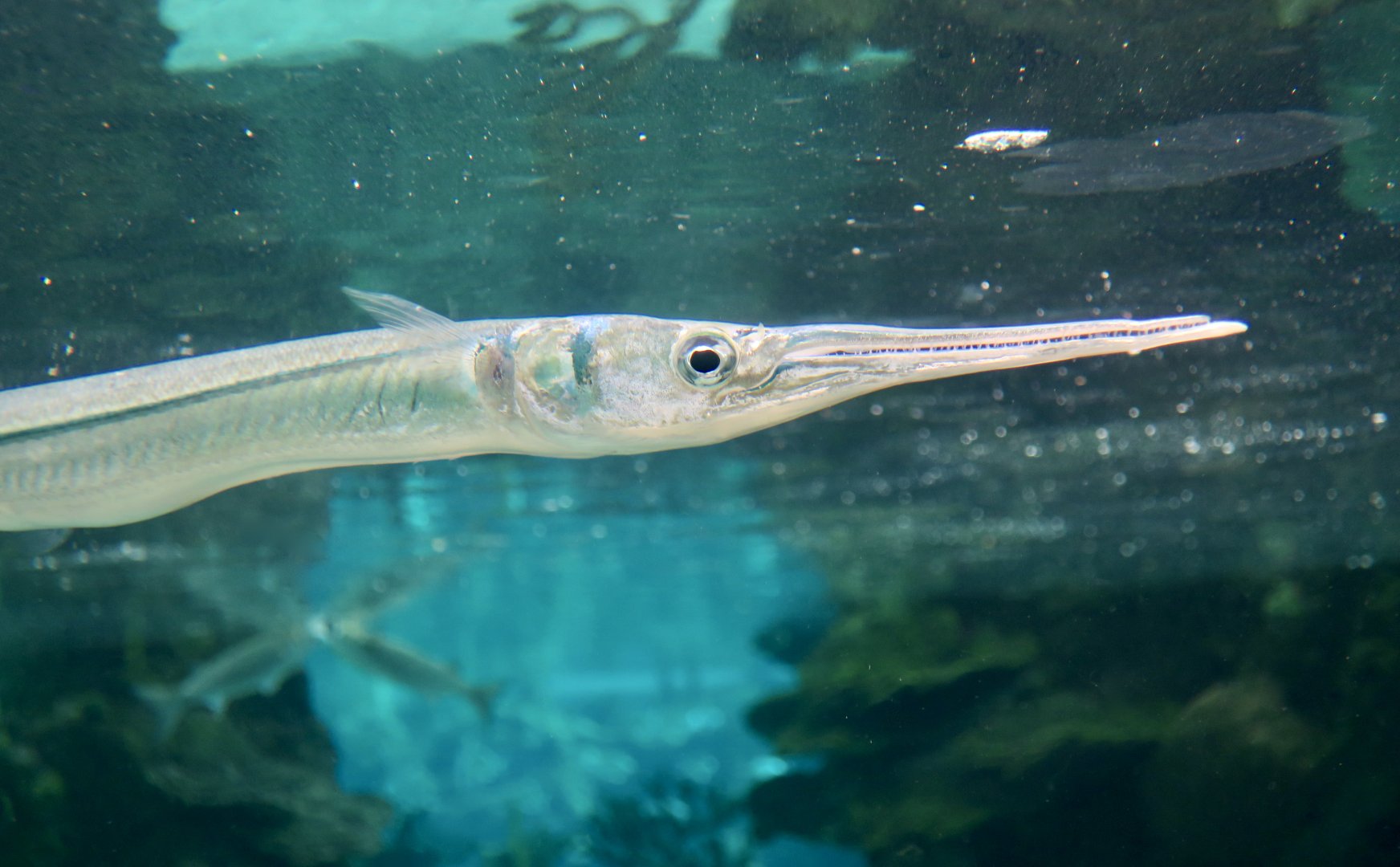 Redfin Needlefish (Strongylura notata)