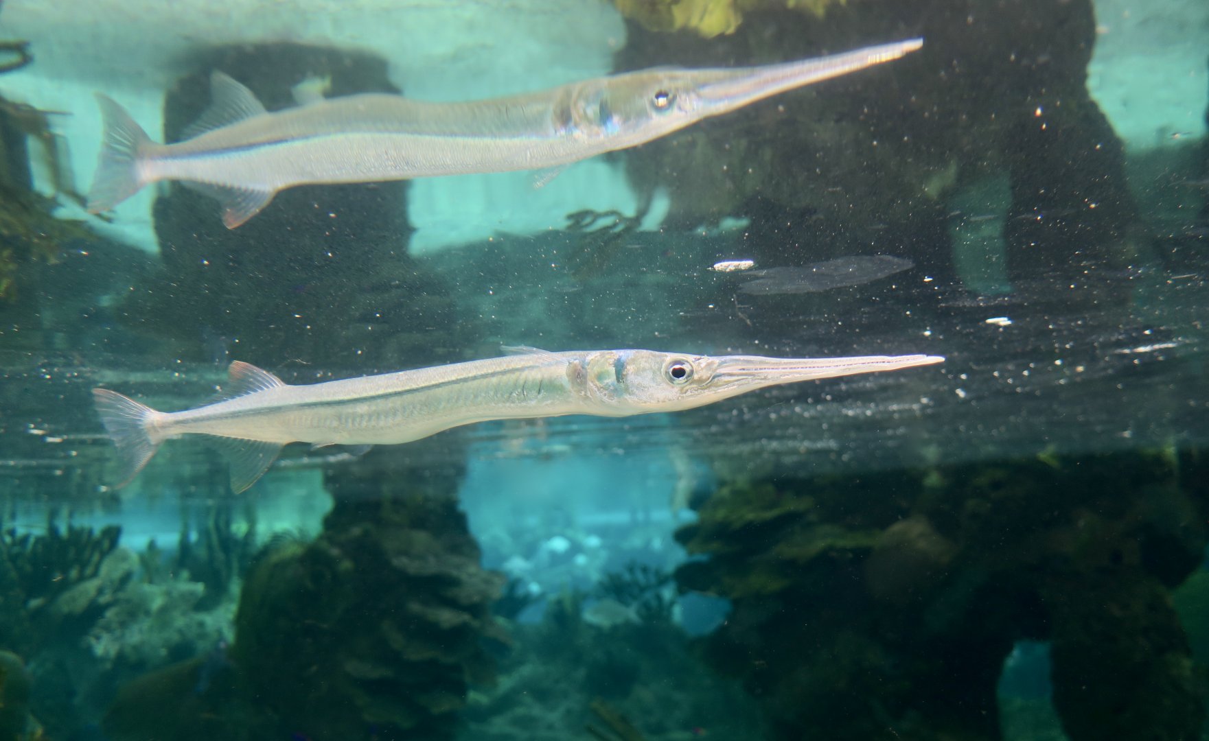 Redfin Needlefish (Strongylura notata)