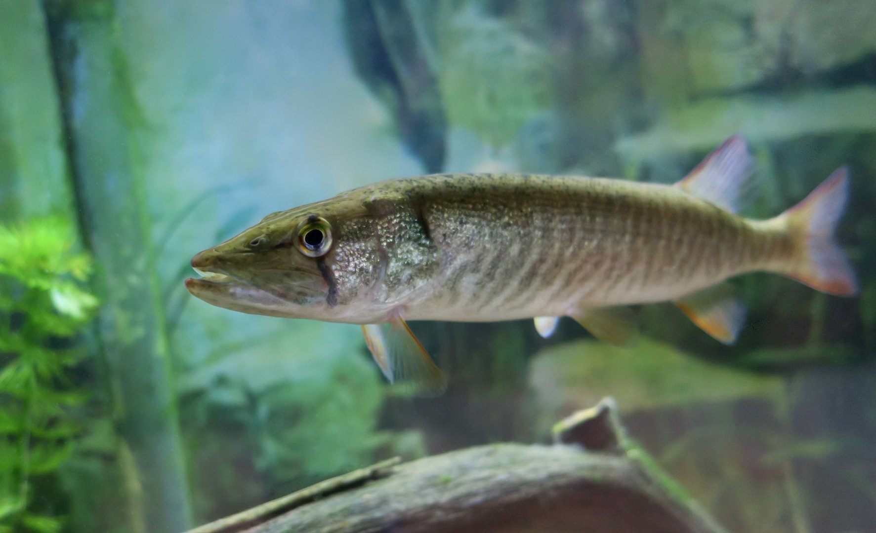 Redfin Pickerel (Esox americanus americanus) - Cold Spring Harbor Fish Hatchery & Aquarium