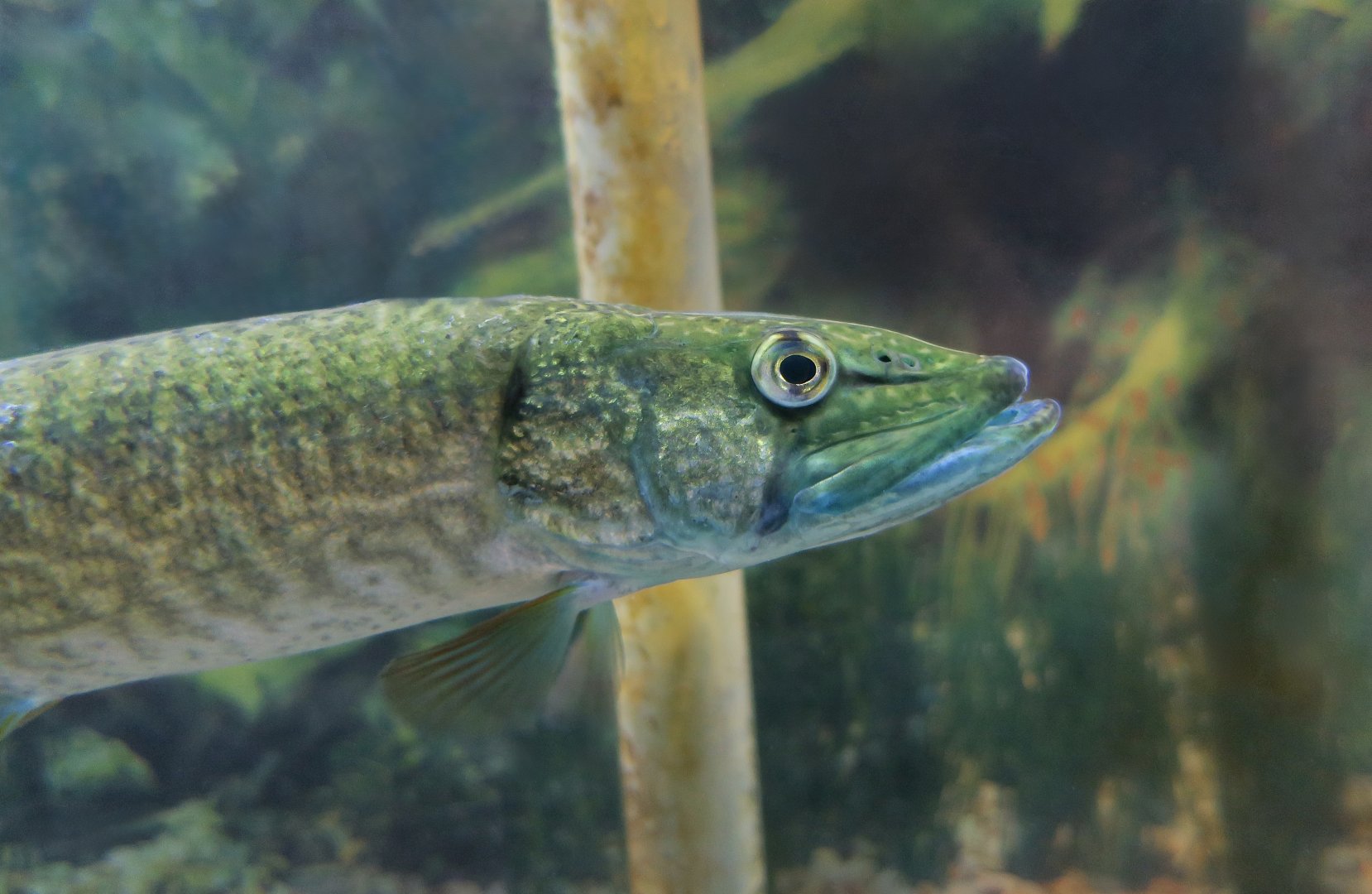 Redfin Pickerel (Esox americanus americanus) - Cold Spring Harbor Fish Hatchery & Aquarium