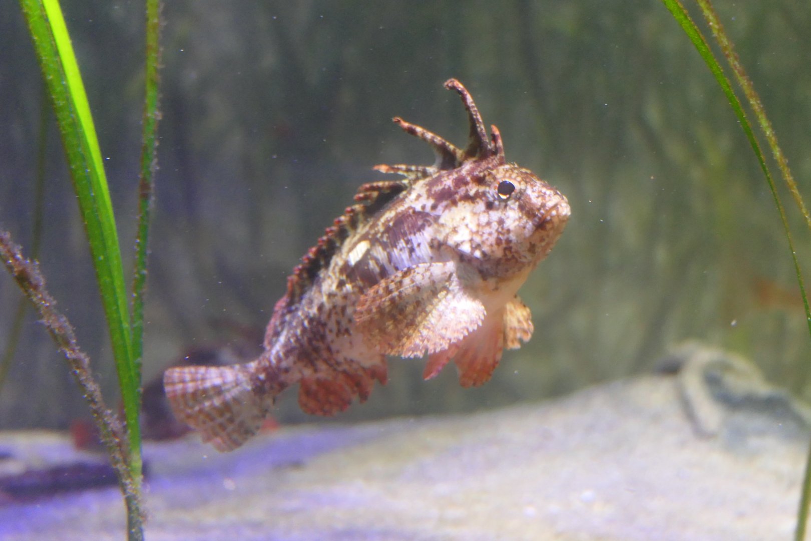 Redfin Velvetfish (Paracentropogon rubripinnis) - Uozu Aquarium