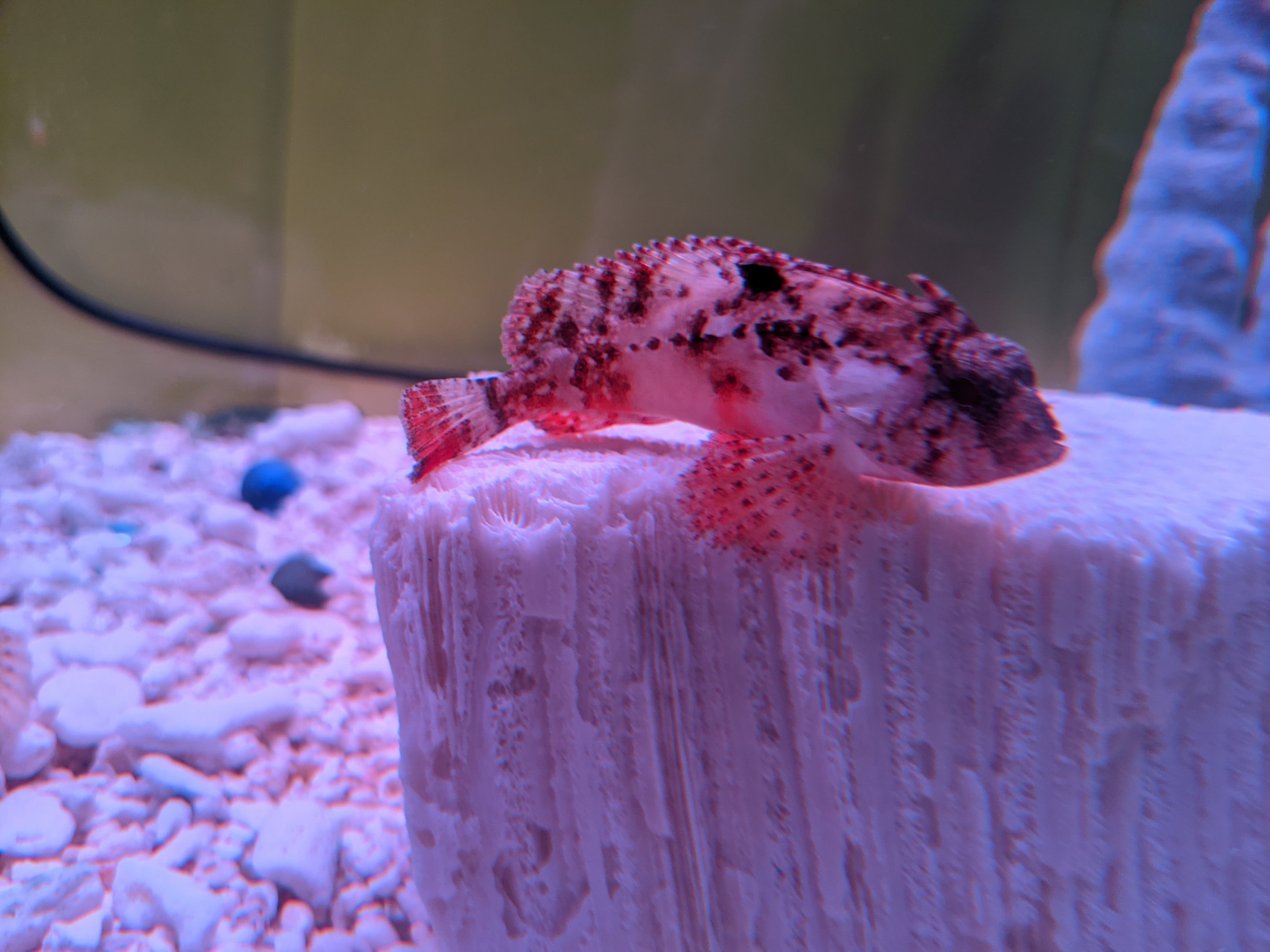 Redfin Waspfish (Paracentropogon rubripinnis), Wakkanai Aquarium