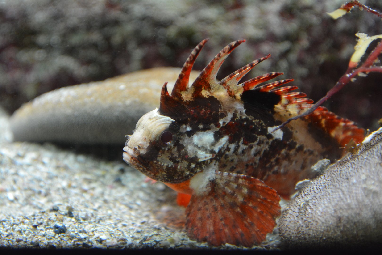 Redfin waspfish (Paracentropogon rubripinnis)