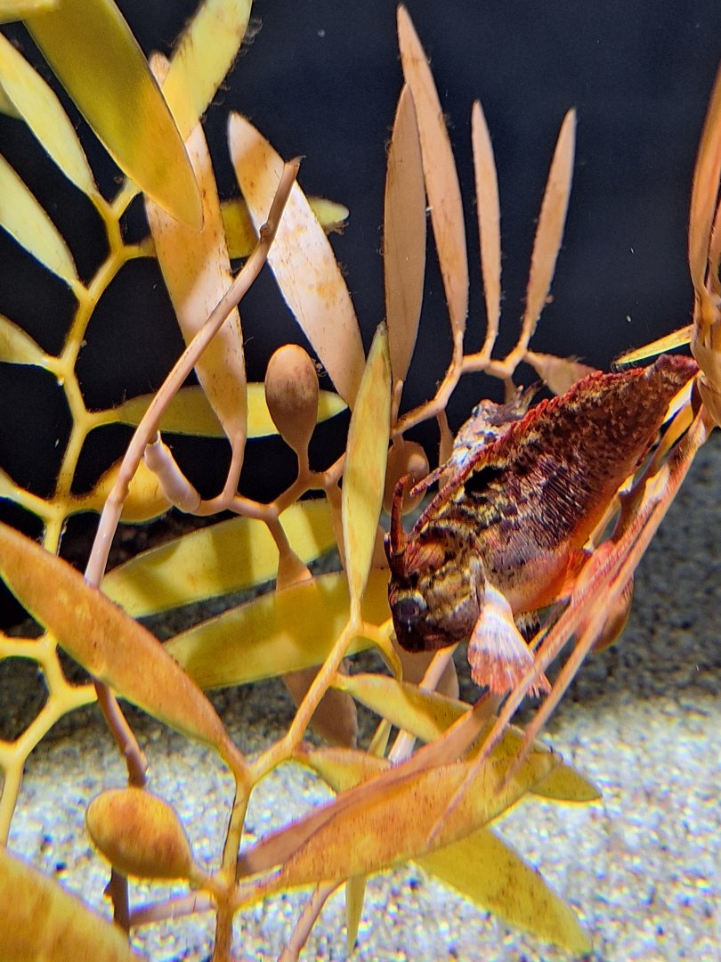 Redfin waspfish (Paracentropogon rubripinnis)