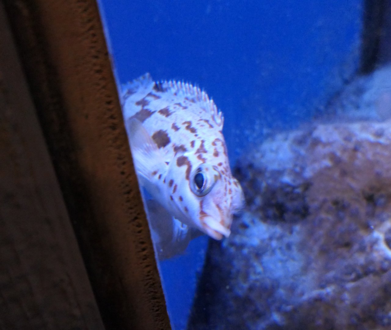 Redfingers (Cheilodactylus fasciatus)