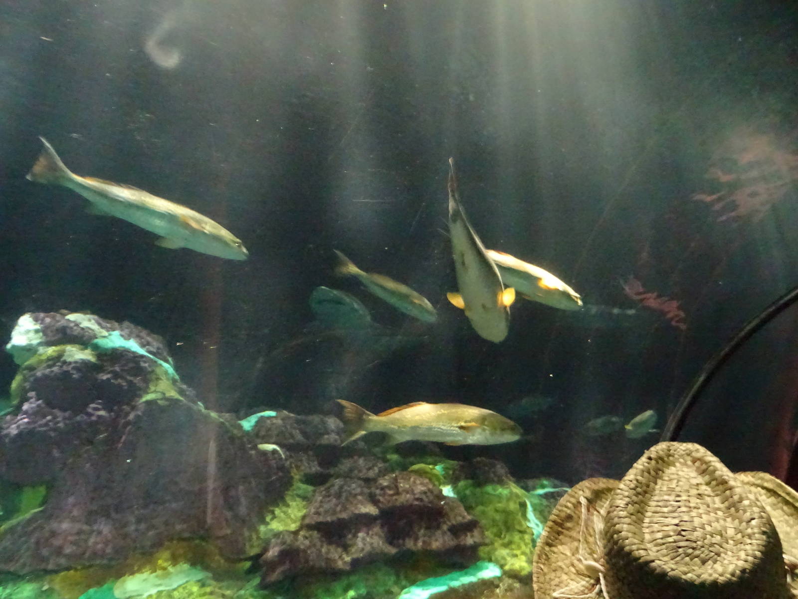 Redfish at SeaWorld Orlando