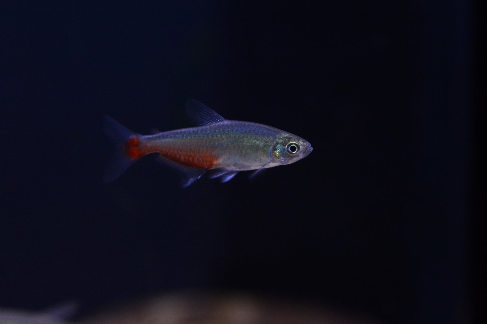 Redflank bloodfin tetra (Aphyocharax rathbuni)