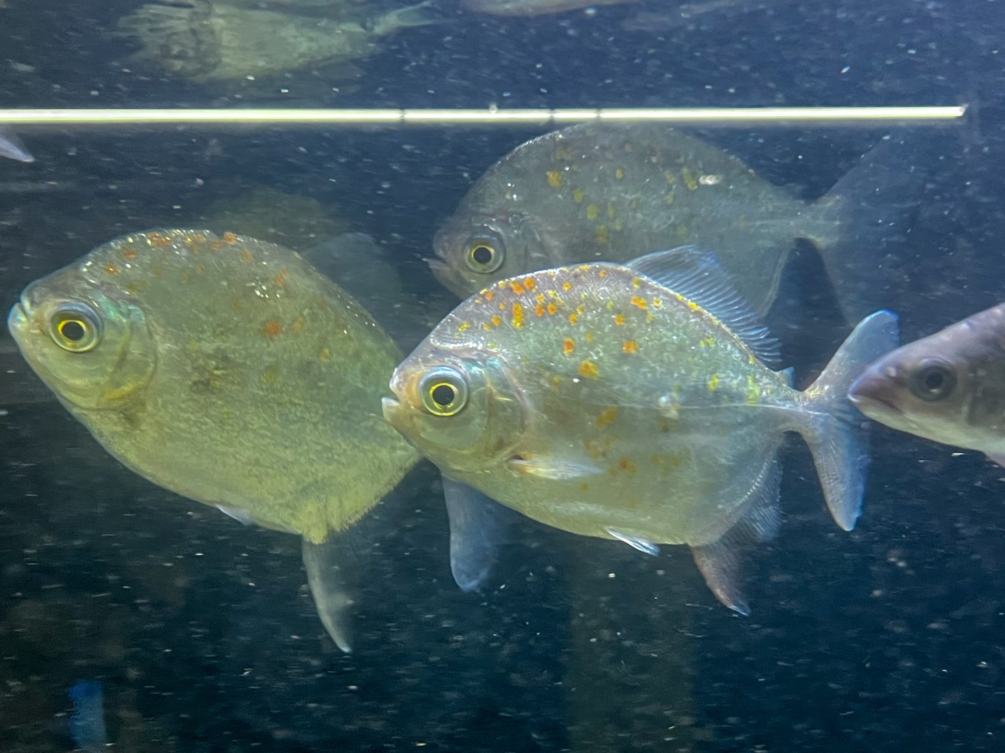 Redgill Pacu (Myloplus asterias)