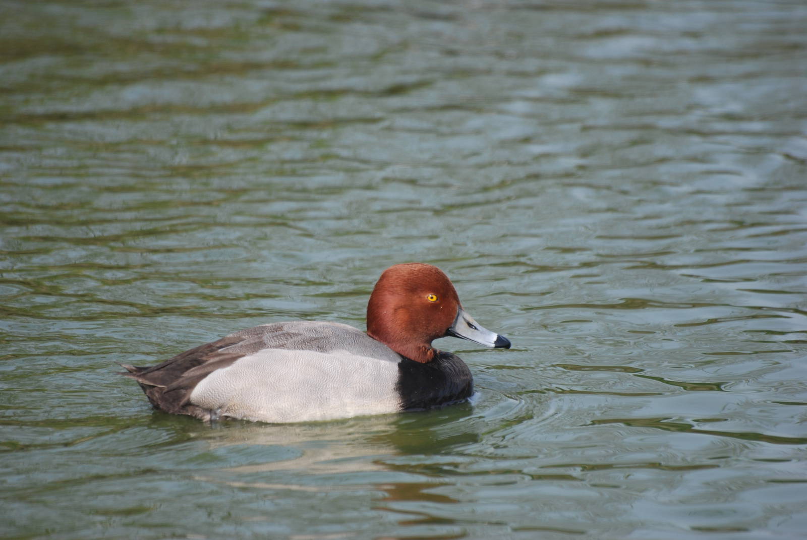 Redhead at Blackbrook 29/04/11