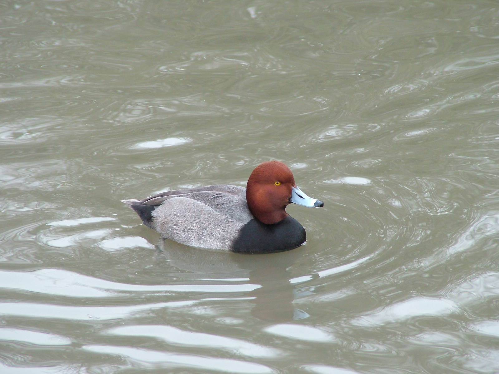 Redhead at Slimbridge 06/02/10