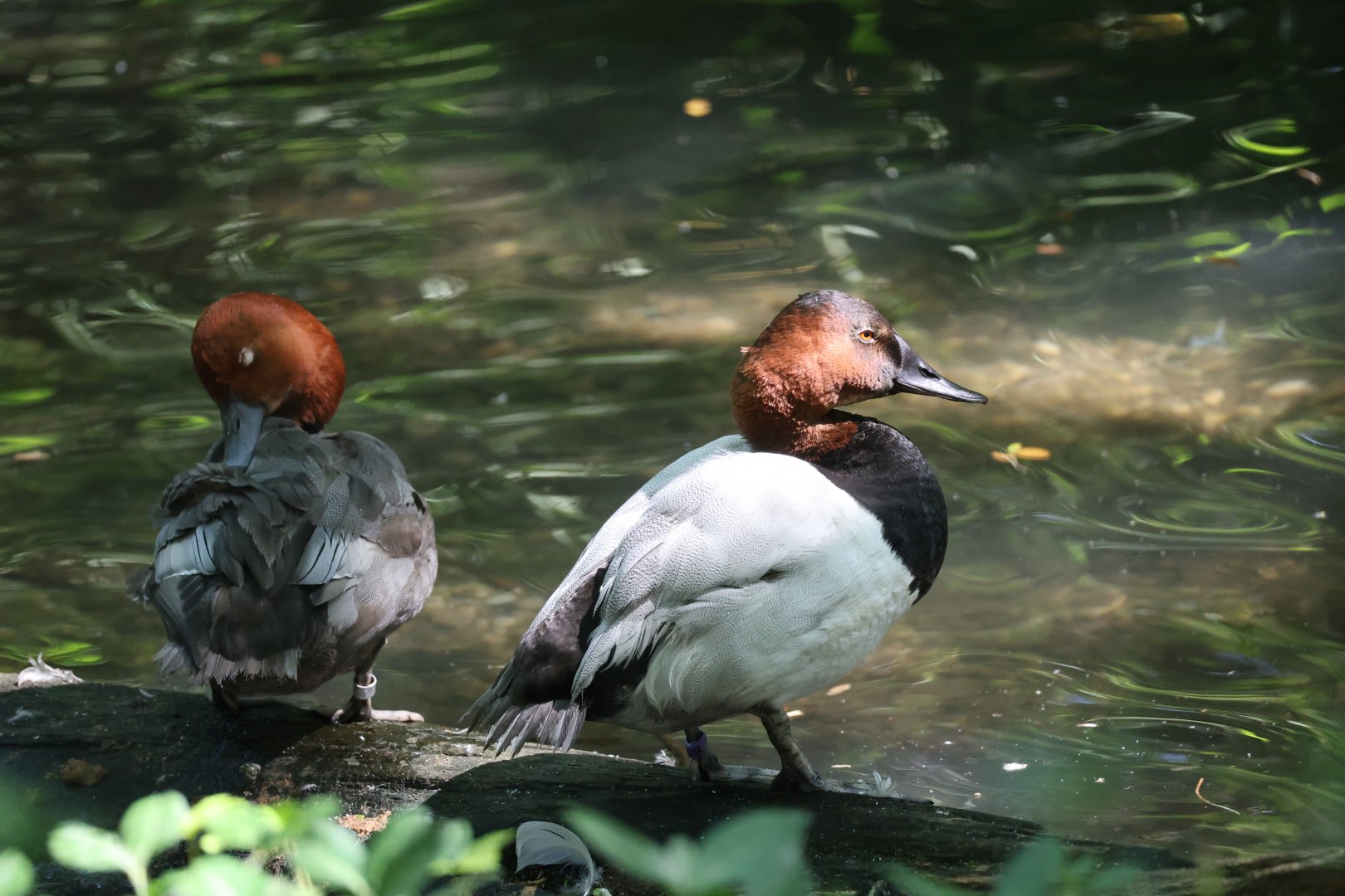Redhead (Aythya americana) & Canvasback (Aythya valisineria)