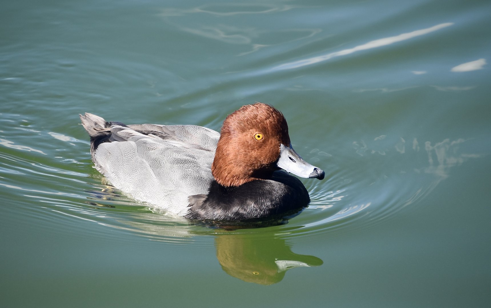 Redhead (Aythya americana) male