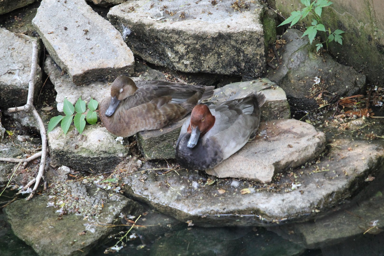 Redhead (Aythya americana)