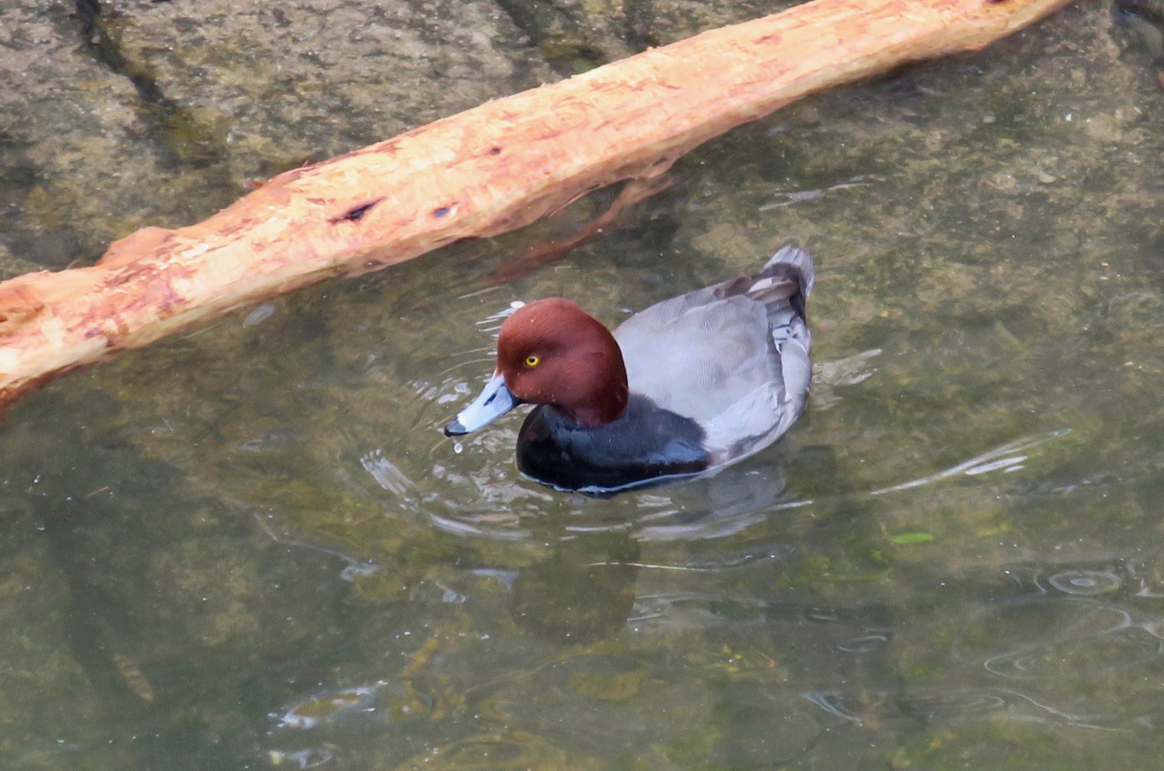 Redhead (Aythya americana)
