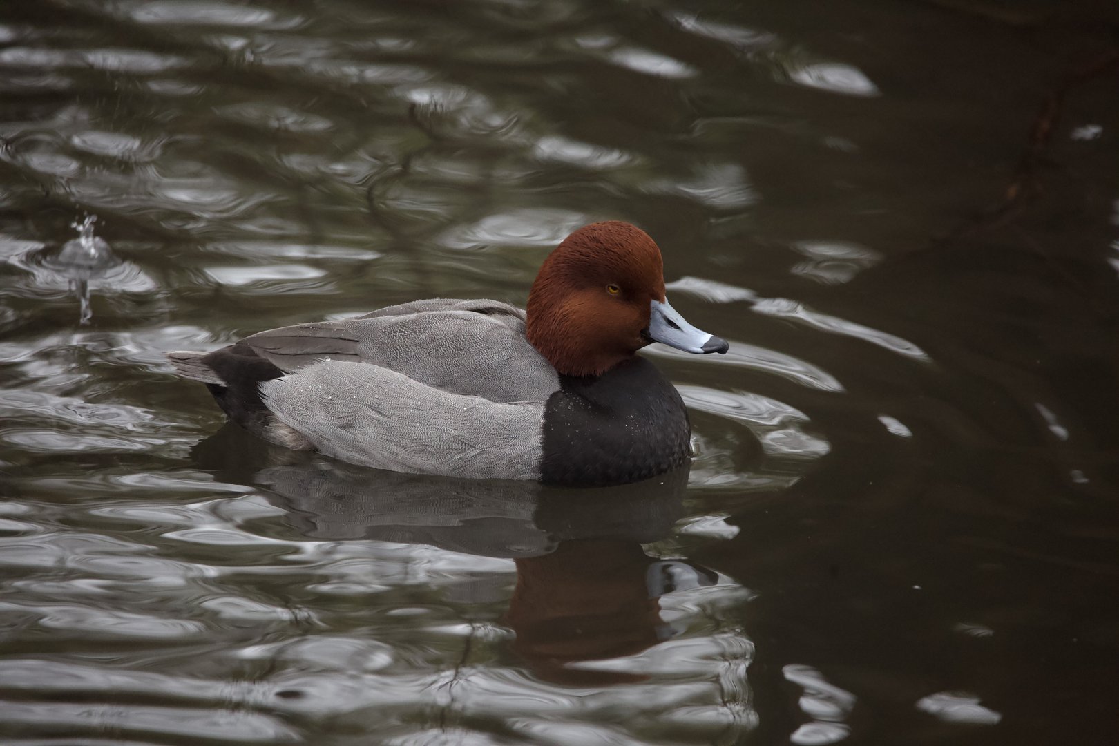 Redhead/ Aythya americana
