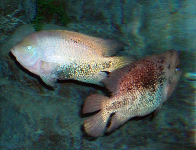 Redhead Cichlid (Cichlasoma synspilum)