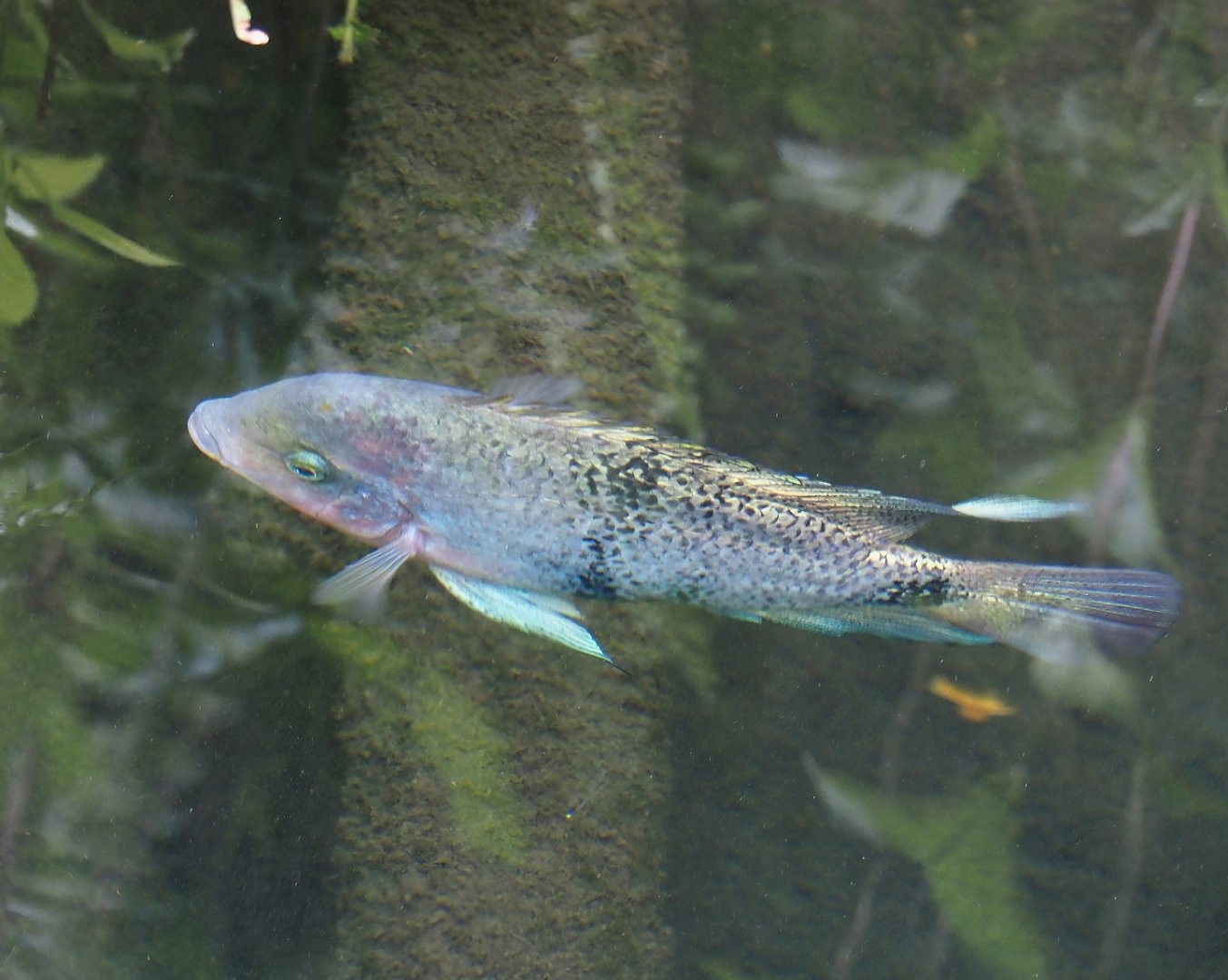 Redhead cichlid (Vieja melanurus), 2024-06-23