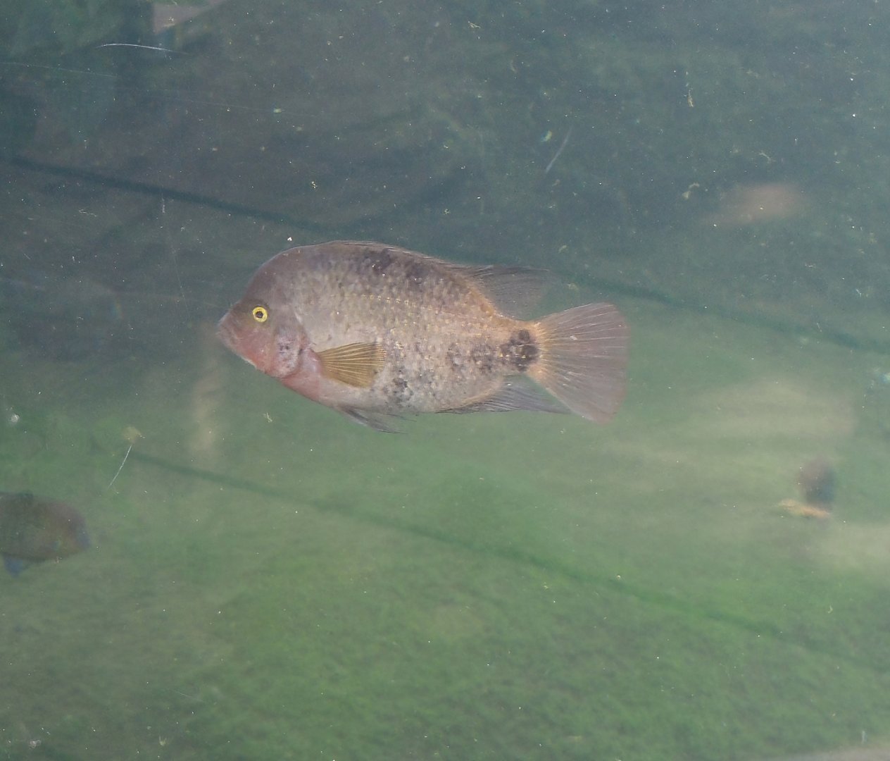 Redhead cichlid (Vieja melanurus), 2025-05-17