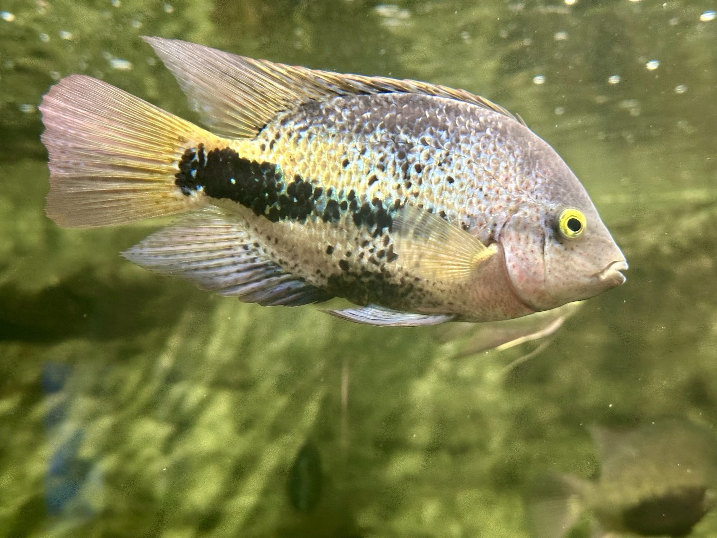 Redhead cichlid (Vieja melanurus)