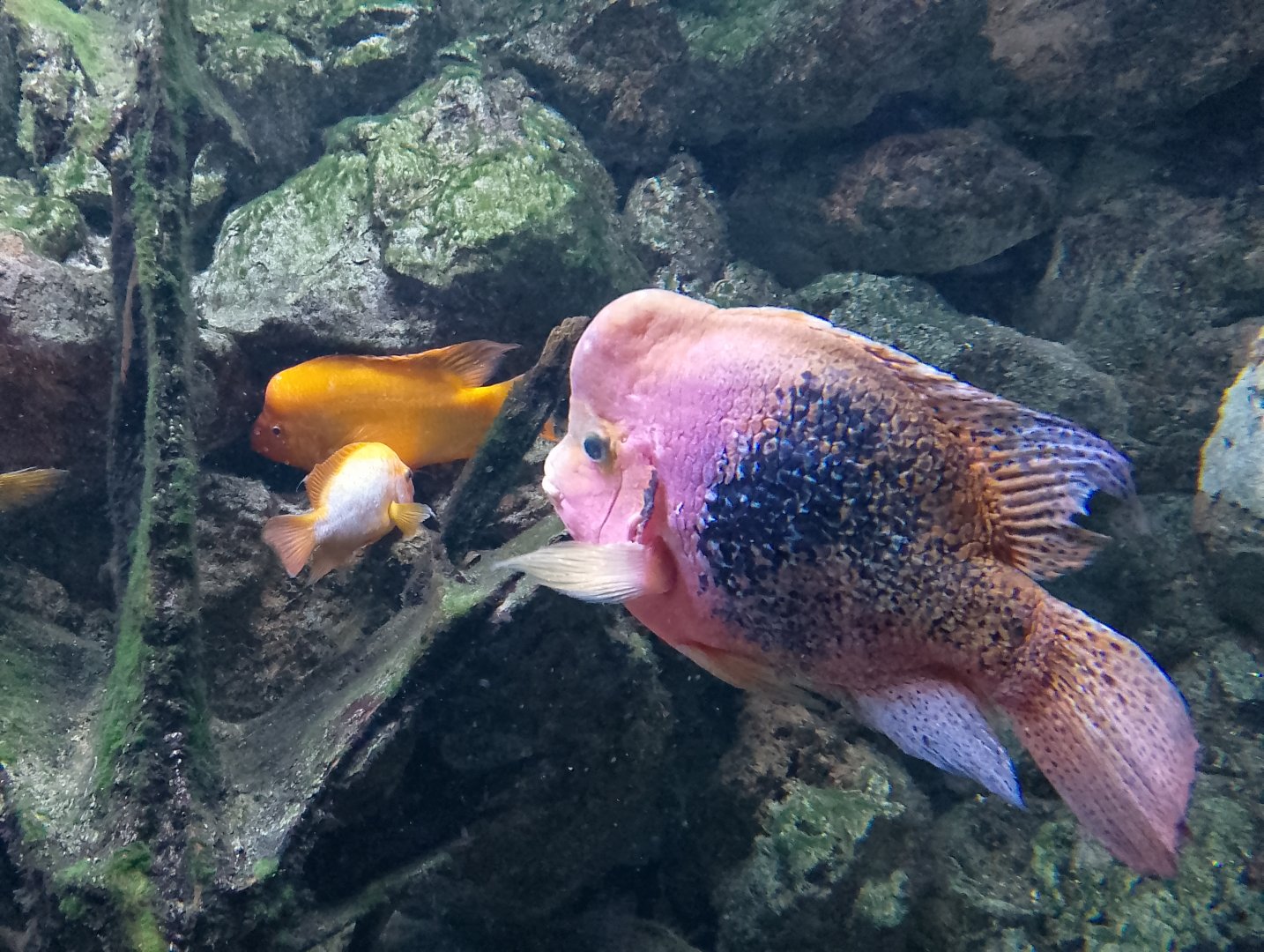 Redhead cichlid