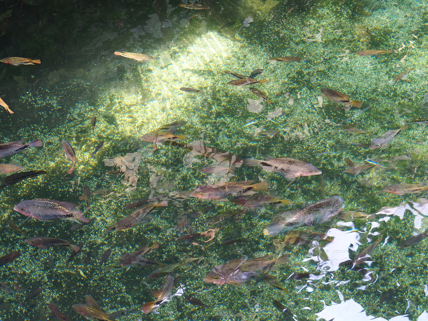 Redhead cichlids (Vieja melanurus) in Antillean manatee pool, 2023-10-07