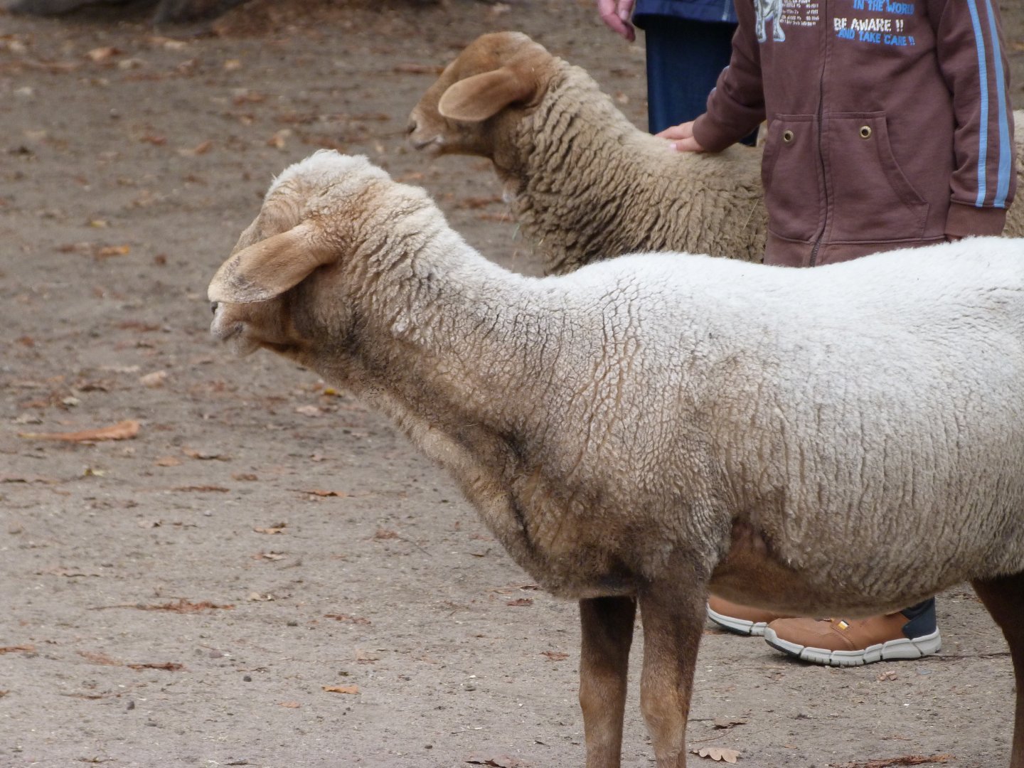 Redhead sheep -Tierpark Berlin (2024)