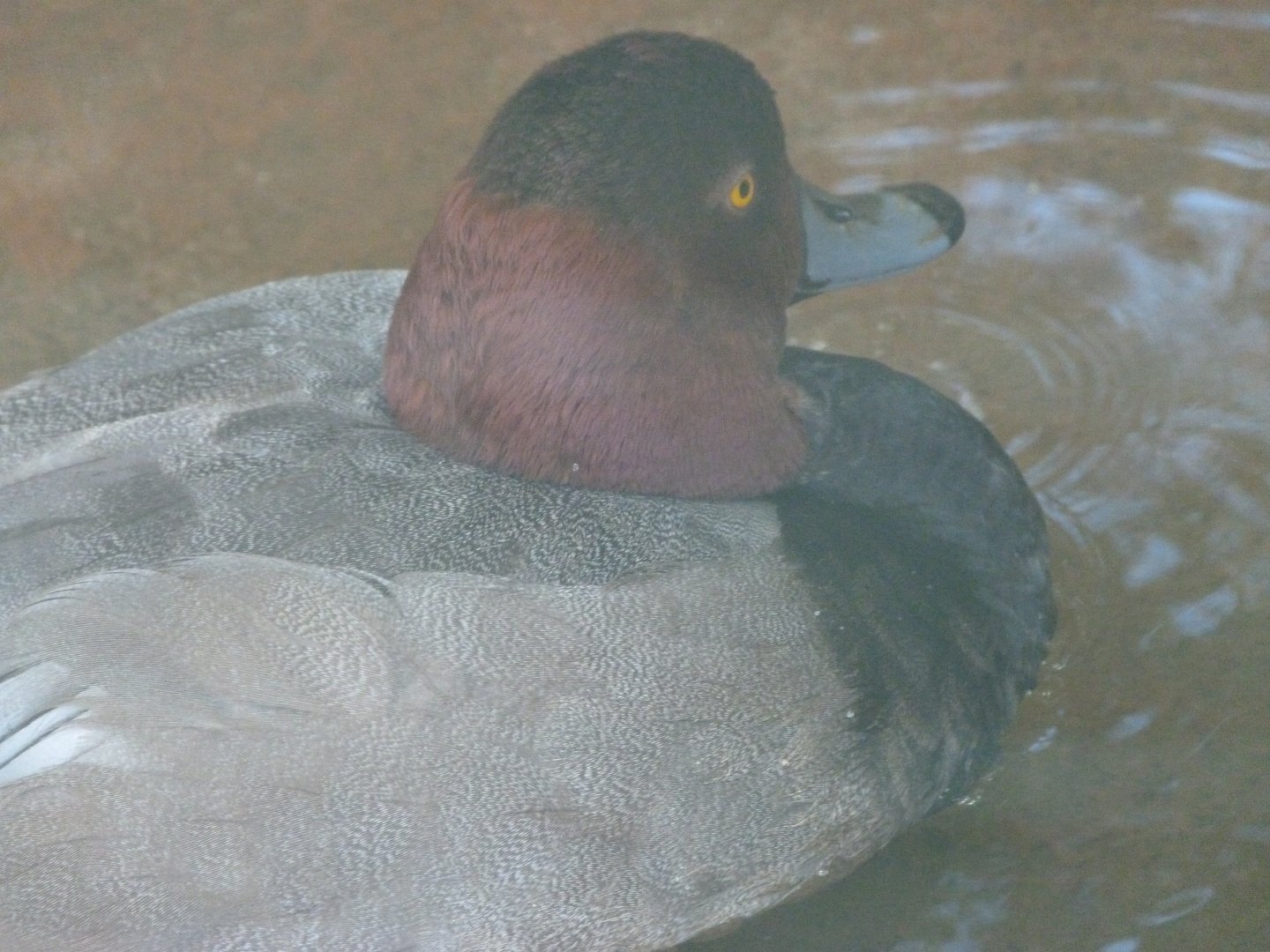 Redhead -Zoo Plzeň (2025)