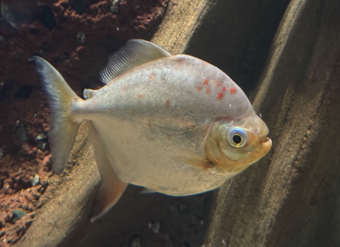 Redhook Myleus (Myloplus rubripinnis)