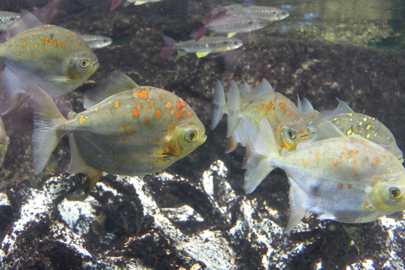 Redhook Myleus (Myloplus rubripinnis)